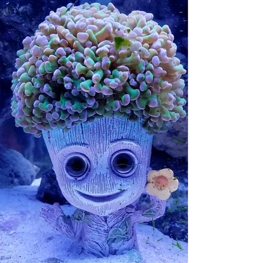 Reef Rock