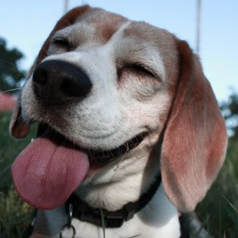 Happy Beagle