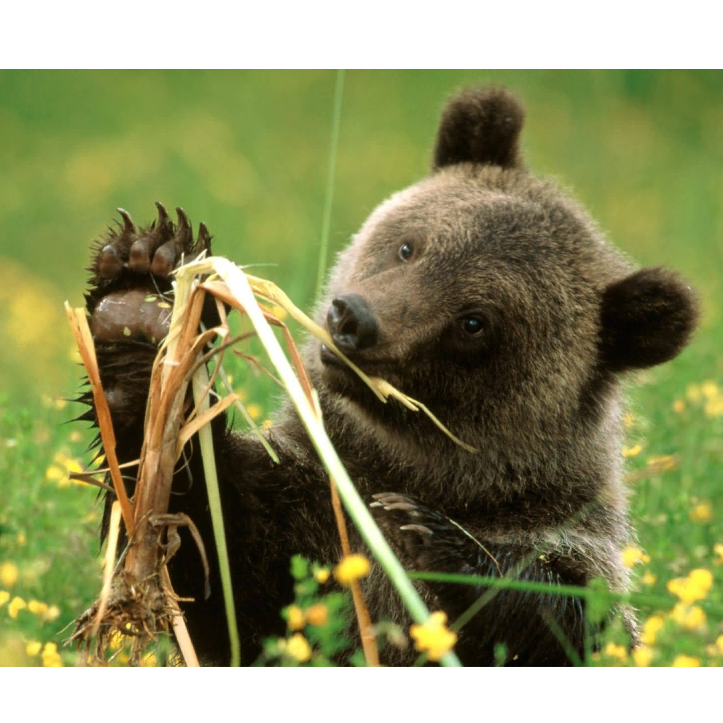 Питание медведя. Бурый медведь питается. Медведь с медом. Что едят медведи. Медведь ест ягоды.