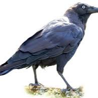 Ravenstime