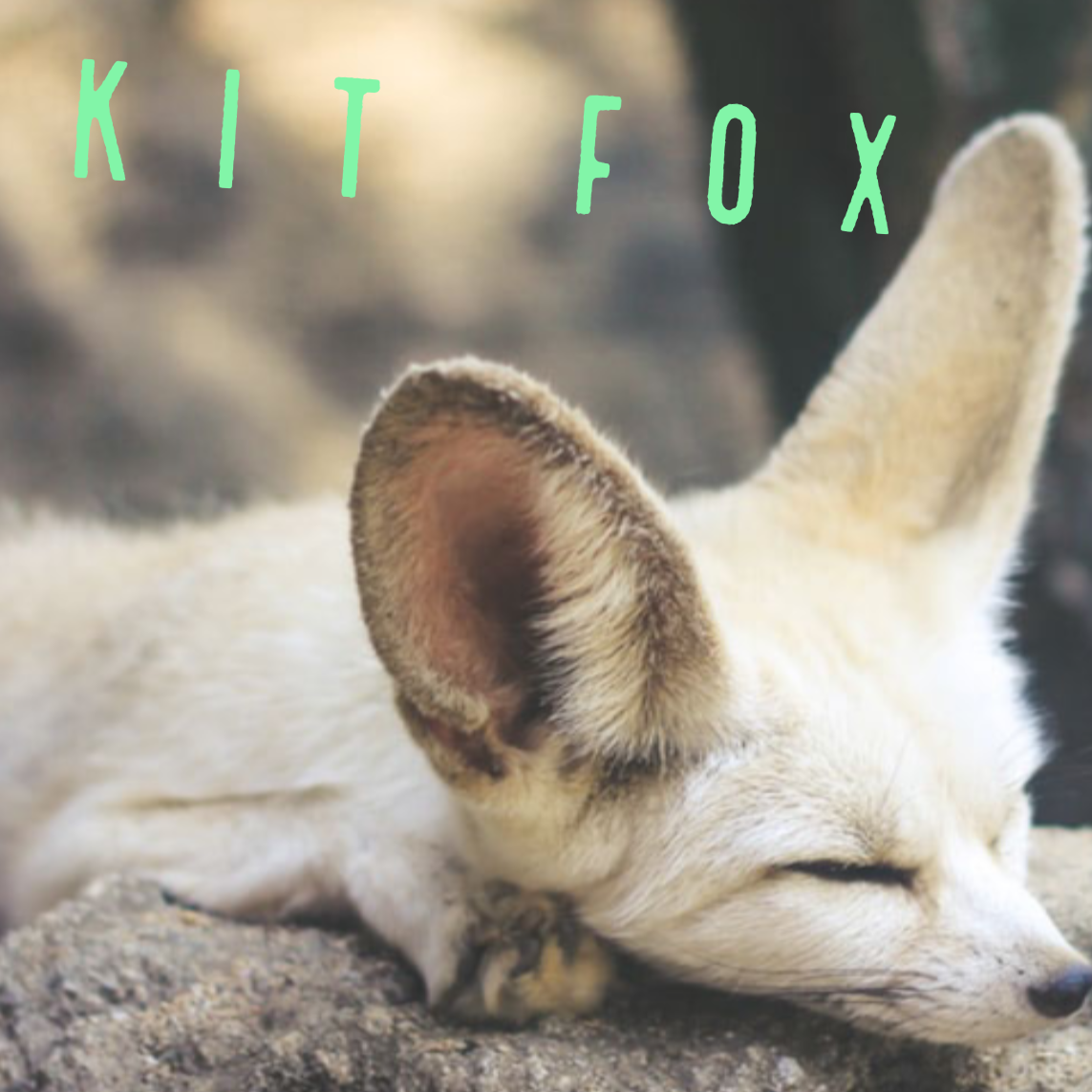 Kit Fox Radio