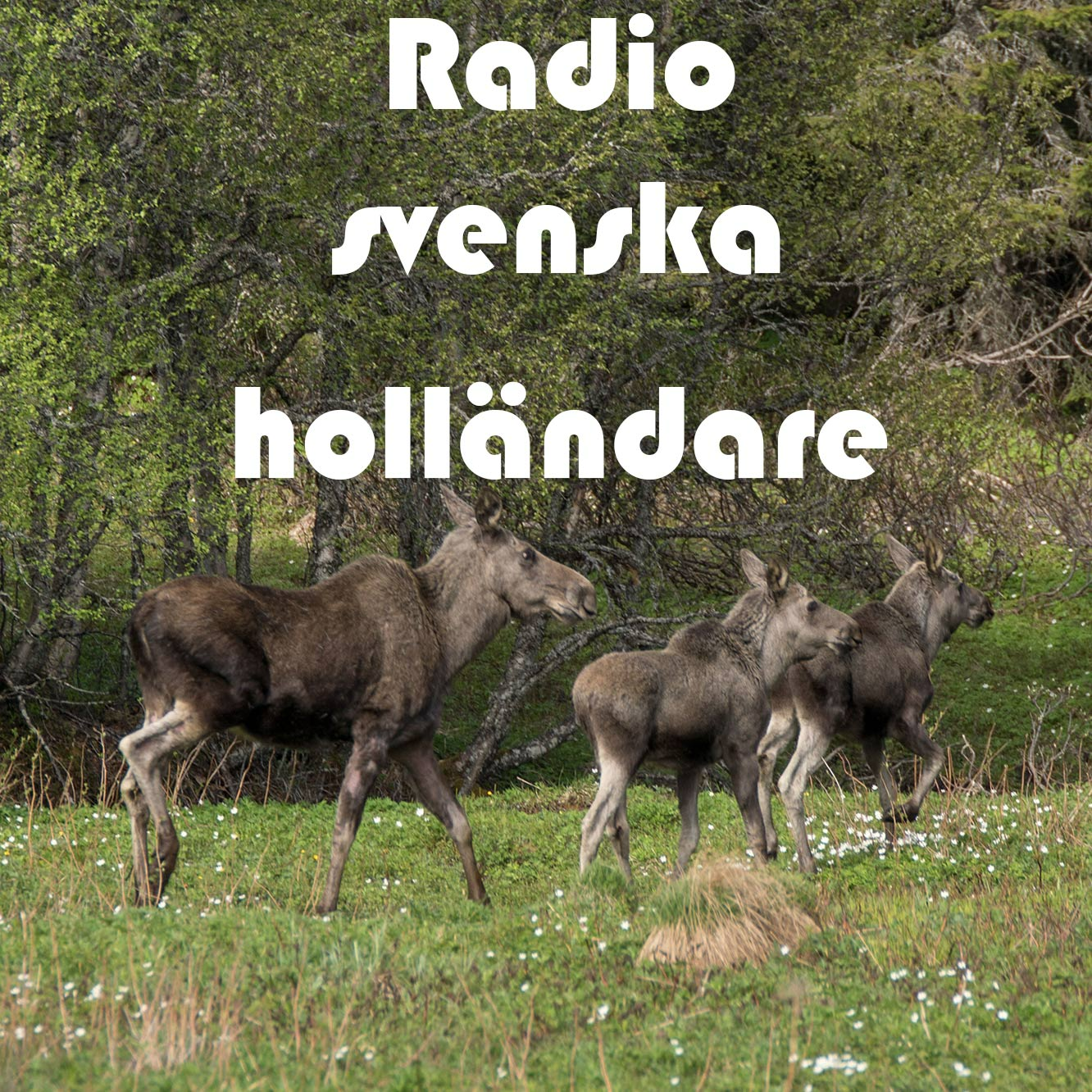 Radio svenska holländare