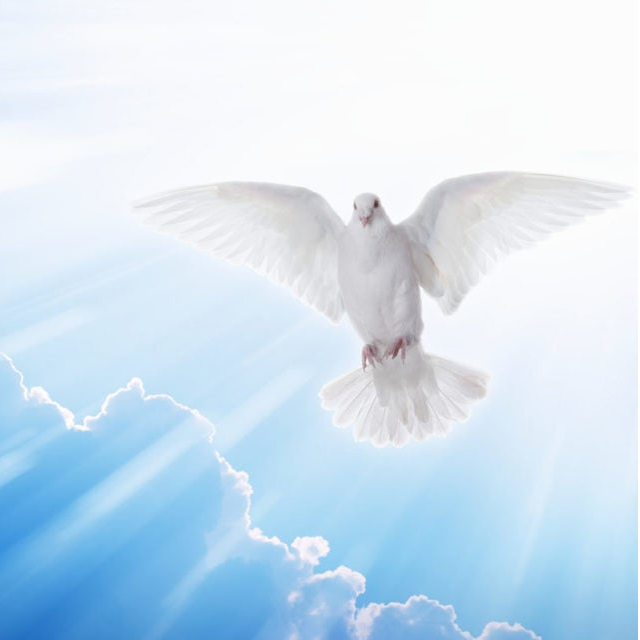 todo dia com a biblia