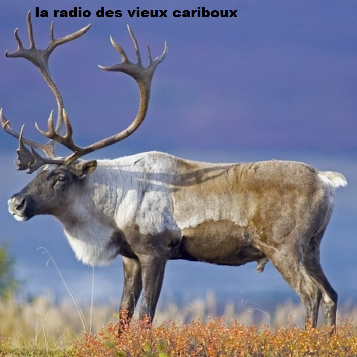 radiocariboux