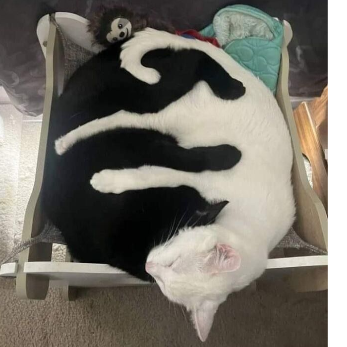 ElfieCat_FM
