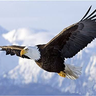 Wings of an Eagle