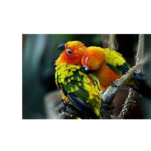 the love birds